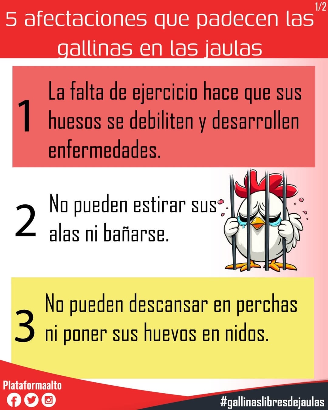 Gallina libre de jaula.
