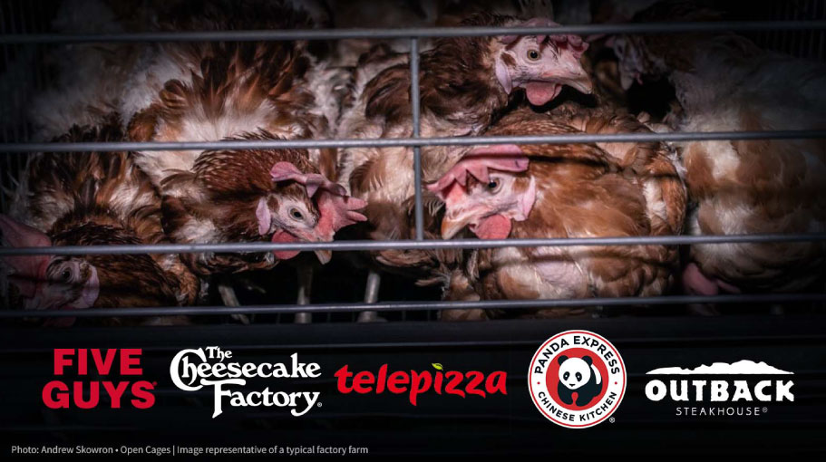 Algunas marcas de Yum! Brands Algunas marcas de Yum! Brands