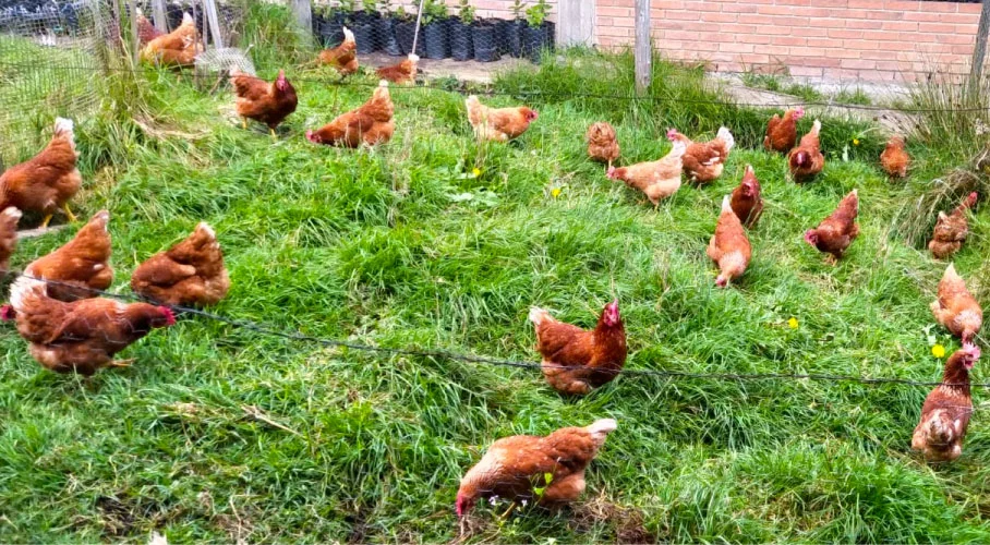Gallinas libres de jaulas. Gallinas libres de jaulas.